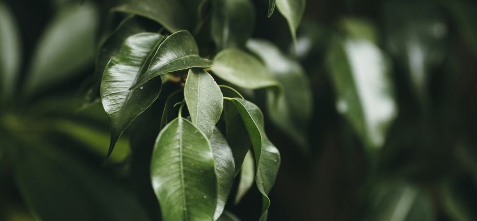 グリーンショーケース